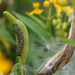 caterpillar