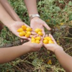 Food Matters hands holding peppers