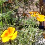 poppies in bloom